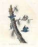 Sittelle à poitrine blanche - John James Audubon — weergave van het kunstwerk