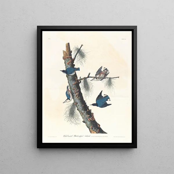 John James Audubon - Whitebreasted blackcapped nuthatch.webp