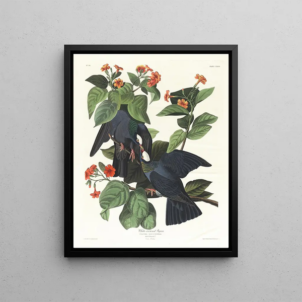 John James Audubon - Whitecrowned pigeon.webp