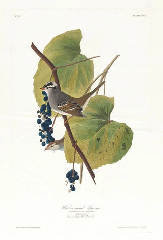 John James Audubon - Whitecrowned sparrow.webp