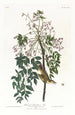 Moucherolle of viréo à yeux blancs - John James Audubon — weergave van het kunstwerk