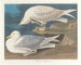 Zilvermeeuw met witte vleugels - John James Audubon — weergave van het kunstwerk