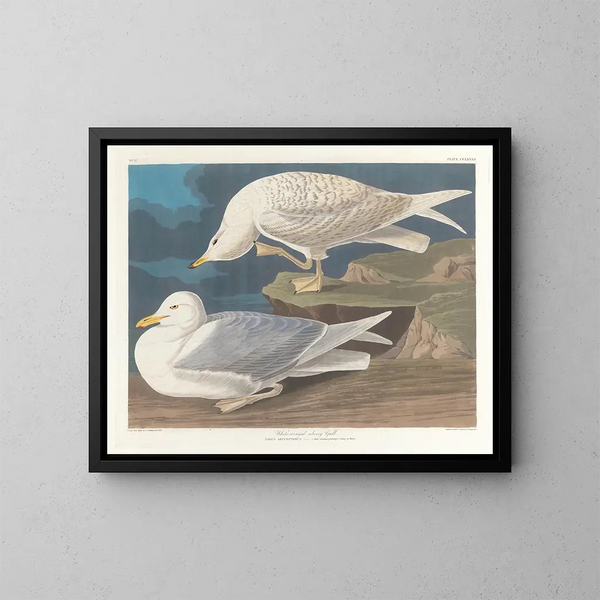 Zilvermeeuw met witte vleugels - John James Audubon — ingelijst kunstwerk aan de muur