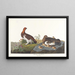 van de Salweidehoen of grote Tetra - John James Audubon — ingelijst kunstwerk aan de muur
