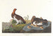 van de Salweidehoen of grote Tetra - John James Audubon — weergave van het kunstwerk