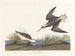 Phalarope van Wilson - John James Audubon — weergave van het kunstwerk