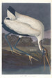 Ibis des bois - John James Audubon — weergave van het kunstwerk