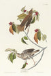 Grive des bois - John James Audubon — weergave van het kunstwerk