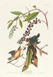Paruline vermivore - John James Audubon — weergave van het kunstwerk