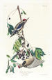 Pic maculé - John James Audubon — weergave van het kunstwerk