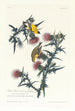 Geel Kanarie of Amerikaanse Kanarie - John James Audubon — weergave van het kunstwerk