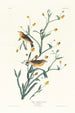 Paruline à croupion jaune - John James Audubon — weergave van het kunstwerk
