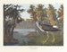 Gele Voet - John James Audubon — weergave van het kunstwerk