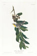 Geelkeelparuline - John James Audubon — weergave van het kunstwerk