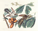 Kwekeling met gele snavel - John James Audubon — weergave van het kunstwerk