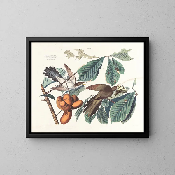 Kwekeling met gele snavel - John James Audubon — ingelijst kunstwerk aan de muur
