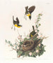 Paruline polyglotte - John James Audubon — weergave van het kunstwerk