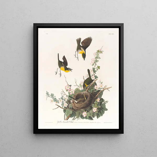 John James Audubon - Yellowbreasted chat.webp