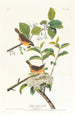 Paruline à poitrine jaune - John James Audubon — weergave van het kunstwerk