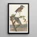 Kroonreiger - John James Audubon — ingelijst kunstwerk aan de muur