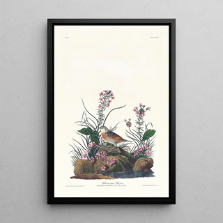 John James Audubon - Yellowwinged sparrow.webp