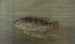 The California Red Fish or Pimelometopon pulcher - John L. Petrie — artwork view