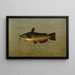 Le Chabot Commun ou Poisson-chat Cornu Amiurus nebulosus - John L. Petrie — framed artwork on a wall