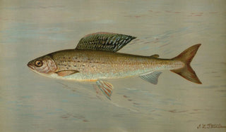 John L Petrie - The Michigan Grayling Thymallus ontariensis.webp
