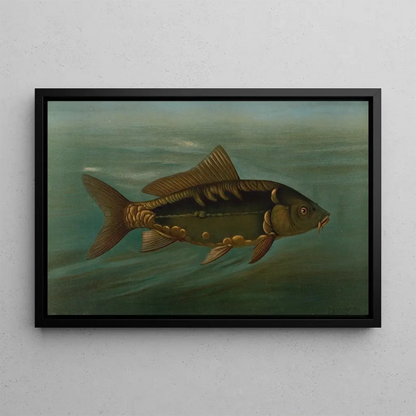 John L Petrie - The Mirror Carp Cyprinus carpio.webp