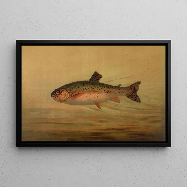 John L Petrie - The Rainbow Trout Salmo irideus.webp
