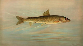 John L Petrie - The Rocky Mountain Whitefish Coregonus williamsoni.webp
