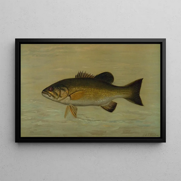 John L Petrie - The SmallMouthed Black Bass Micropterus dolomieu.webp