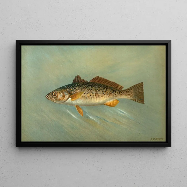 John L Petrie - The Spanish Mackerel Scomberomorus maculatus.webp