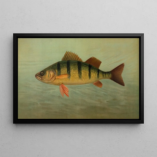 John L Petrie - The Spot or Lafayette Leiostomus xanthurus.webp
