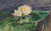 Nénuphar - John La Farge — weergave van het kunstwerk