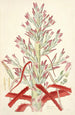 Collectanea botanica Pl01 - John Lindley — weergave van het kunstwerk