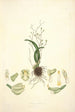 Collectanea botanica Pl02 - John Lindley — weergave van het kunstwerk