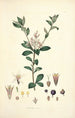 Collectanea botanica Pl03 - John Lindley — weergave van het kunstwerk