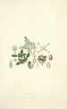 Collectanea botanica Pl04 - John Lindley — weergave van het kunstwerk