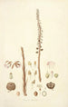 Collectanea botanica Pl05 - John Lindley — weergave van het kunstwerk