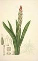 Collectanea botanica Pl08 - John Lindley — weergave van het kunstwerk