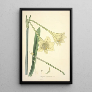 John Lindley - Collectanea botanica Pl11.webp