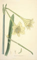 Collectanea botanica Pl11 - John Lindley — weergave van het kunstwerk