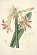 Collectanea botanica Pl12 - John Lindley — weergave van het kunstwerk
