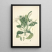 Collectanea botanica Pl13 - John Lindley — ingelijst kunstwerk aan de muur