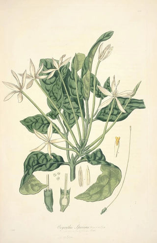 John Lindley - Collectanea botanica Pl13.webp