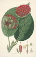 Collectanea botanica Pl14 - John Lindley — weergave van het kunstwerk