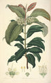 Collectanea botanica Pl18 - John Lindley — weergave van het kunstwerk