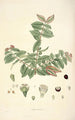 Collectanea botanica Pl19 - John Lindley — weergave van het kunstwerk