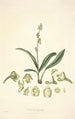 Collectanea botanica Pl20 - John Lindley — weergave van het kunstwerk